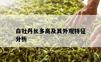 白牡丹长多高及其外观特征分析