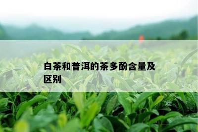 白茶和普洱的茶多酚含量及区别