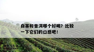 白茶和普洱哪个好喝？比较一下它们的口感吧！