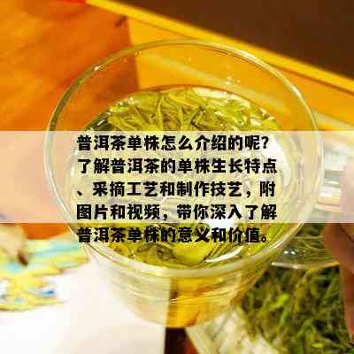 普洱茶单株怎么介绍的呢？了解普洱茶的单株生长特点、采摘工艺和制作技艺，附图片和视频，带你深入了解普洱茶单株的意义和价值。