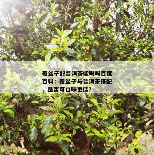 覆盆子配普洱茶能喝吗百度百科：覆盆子与普洱茶搭配，是否可口味更佳？