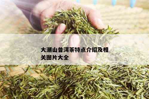 大潮山普洱茶特点介绍及相关图片大全