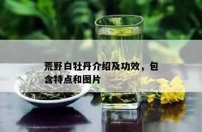 荒野白牡丹介绍及功效，包含特点和图片