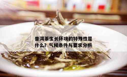 普洱茶生长环境的特殊性是什么？气候条件与要求分析