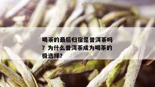 喝茶的最后归宿是普洱茶吗？为什么普洱茶成为喝茶的极选择？