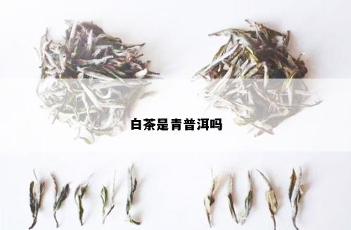 白茶是青普洱吗