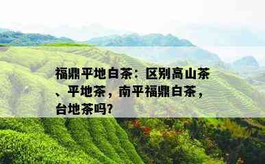 福鼎平地白茶：区别高山茶、平地茶，南平福鼎白茶，台地茶吗？