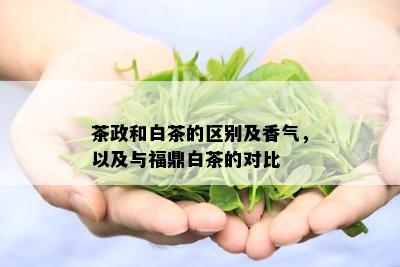 茶政和白茶的区别及香气，以及与福鼎白茶的对比