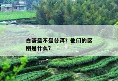 白茶是不是普洱？他们的区别是什么？