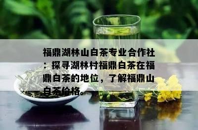 福鼎湖林山白茶专业合作社：探寻湖林村福鼎白茶在福鼎白茶的地位，了解福鼎山白茶价格。