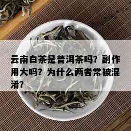 云南白茶是普洱茶吗？副作用大吗？为什么两者常被混淆？