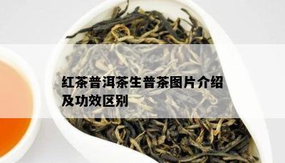 红茶普洱茶生普茶图片介绍及功效区别