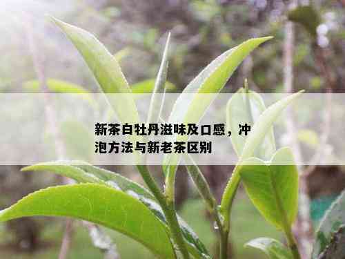 新茶白牡丹滋味及口感，冲泡方法与新老茶区别