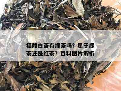 福鼎白茶有绿茶吗？属于绿茶还是红茶？百科图片解析