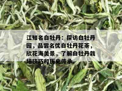 江知名白牡丹：探访白牡丹园，品尝名优白牡丹花茶，欣花海美景，了解白牡丹栽培技巧和历史传承。