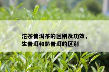 沱茶普洱茶的区别及功效，生普洱和熟普洱的区别