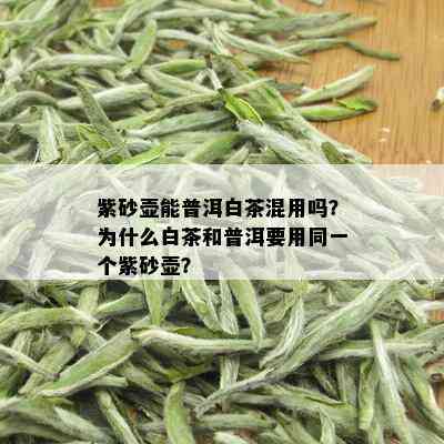 紫砂壶能普洱白茶混用吗？为什么白茶和普洱要用同一个紫砂壶？