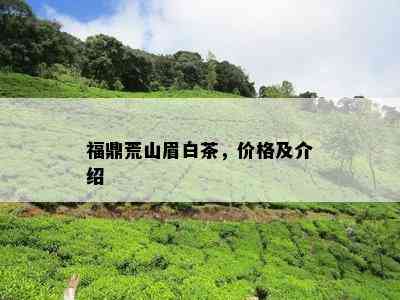 福鼎荒山眉白茶，价格及介绍