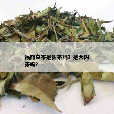 福鼎白茶是树茶吗？是大树茶吗？