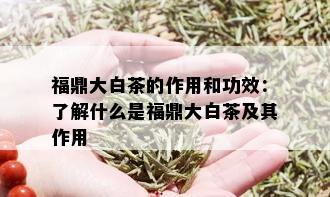 福鼎大白茶的作用和功效：了解什么是福鼎大白茶及其作用