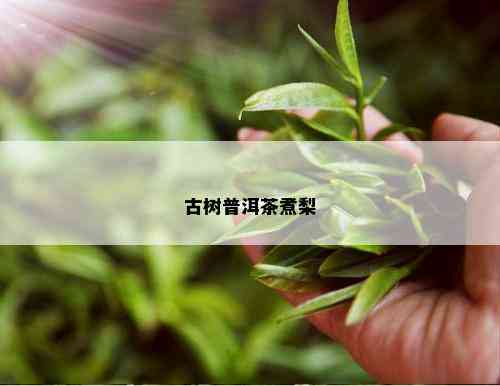 古树普洱茶煮梨