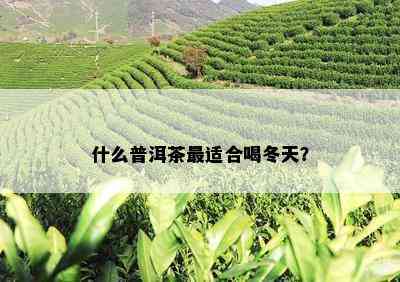 什么普洱茶最适合喝冬天？