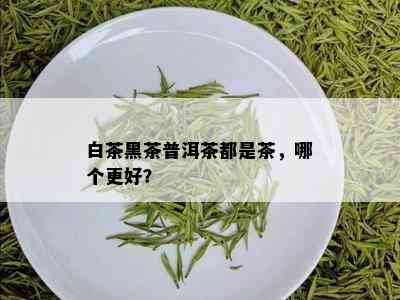 白茶黑茶普洱茶都是茶，哪个更好？