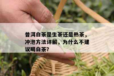 普洱白茶是生茶还是熟茶，冲泡方法详解，为什么不建议喝白茶？