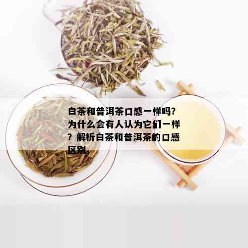 白茶和普洱茶口感一样吗？为什么会有人认为它们一样？解析白茶和普洱茶的口感区别。