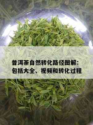 普洱茶自然转化路径图解：包括大全、视频和转化过程