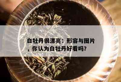 白牡丹很漂亮：形容与图片，你认为白牡丹好看吗？