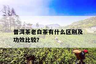 普洱茶老白茶有什么区别及功效比较？