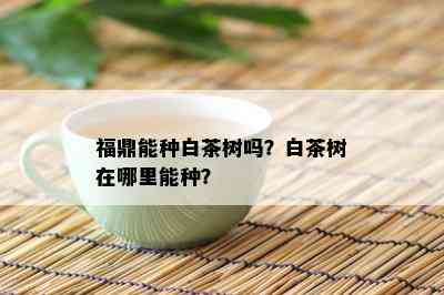 福鼎能种白茶树吗？白茶树在哪里能种？