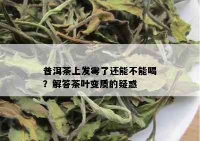 普洱茶上发霉了还能不能喝？解答茶叶变质的疑惑