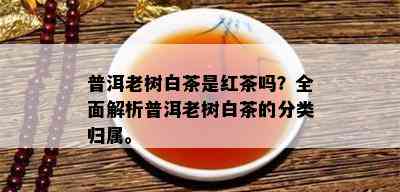 普洱老树白茶是红茶吗？全面解析普洱老树白茶的分类归属。