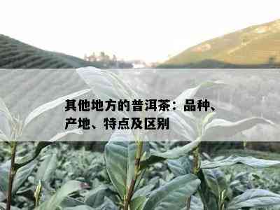 其他地方的普洱茶：品种、产地、特点及区别