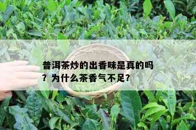 普洱茶炒的出香味是真的吗？为什么茶香气不足？