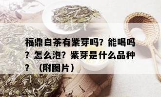 福鼎白茶有紫芽吗？能喝吗？怎么泡？紫芽是什么品种？（附图片）