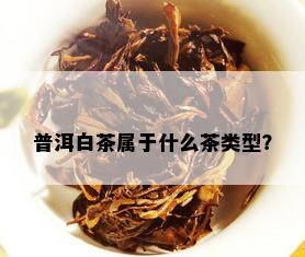 普洱白茶属于什么茶类型？