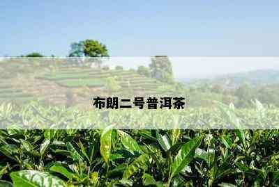 布朗二号普洱茶