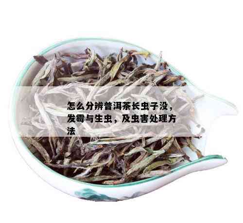 怎么分辨普洱茶长虫子没，发霉与生虫，及虫害处理方法