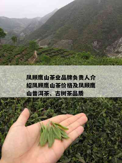 凤顾鹰山茶业品牌负责人介绍凤顾鹰山茶价格及凤顾鹰山普洱茶、古树茶品质