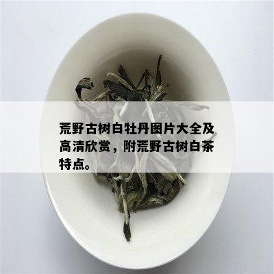 荒野古树白牡丹图片大全及高清欣赏，附荒野古树白茶特点。