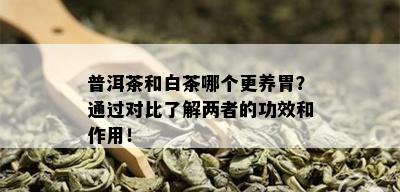 普洱茶和白茶哪个更养胃？通过对比了解两者的功效和作用！