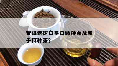 普洱老树白茶口感特点及属于何种茶？