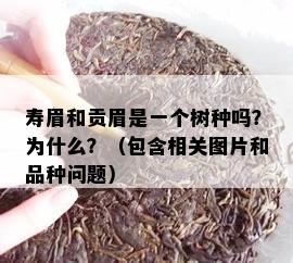 寿眉和贡眉是一个树种吗？为什么？（包含相关图片和品种问题）