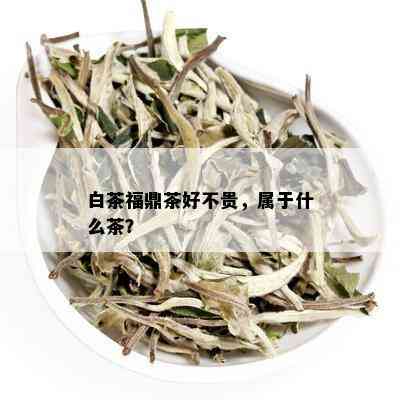 白茶福鼎茶好不贵，属于什么茶？