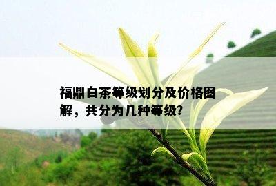 福鼎白茶等级划分及价格图解，共分为几种等级？