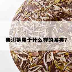 普洱茶属于什么样的茶类？