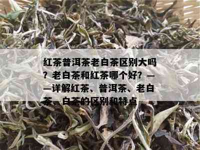 红茶普洱茶老白茶区别大吗？老白茶和红茶哪个好？——详解红茶、普洱茶、老白茶、白茶的区别和特点